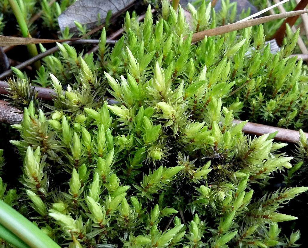 Bog Groove-moss