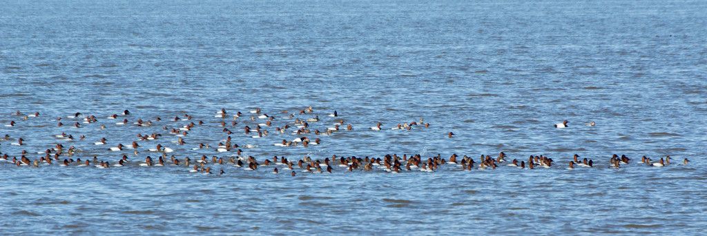 Canvasback