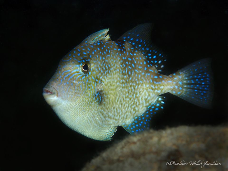 Grey Trigger-fish