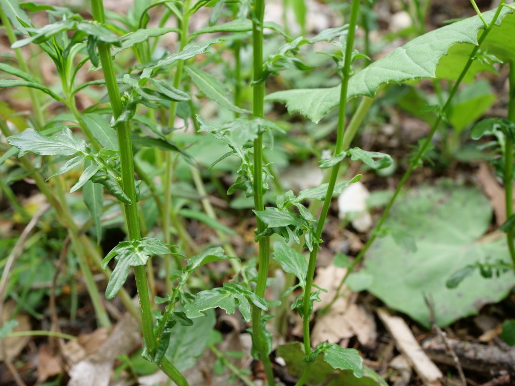 Medium-flowered Winter-cress