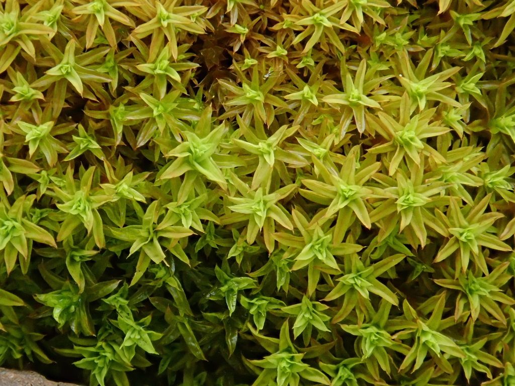 Bird's-claw Beard-moss