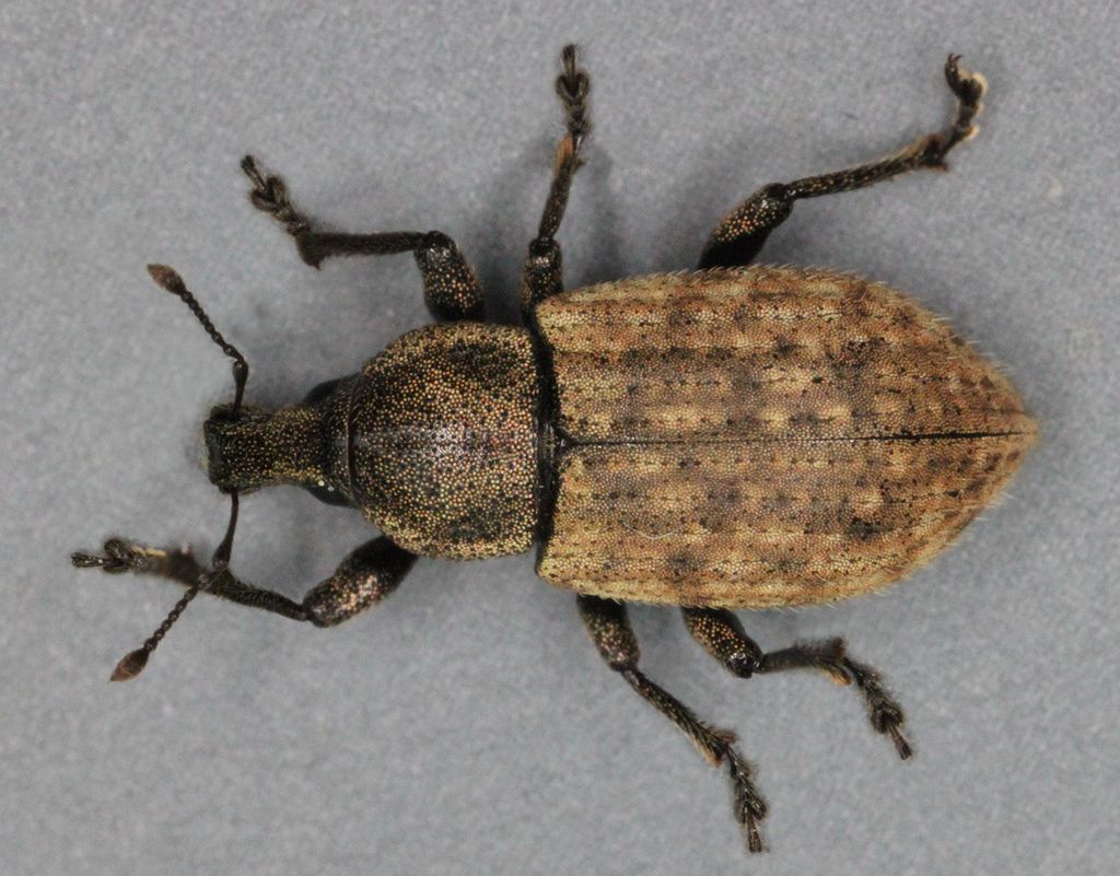 Ground Weevil