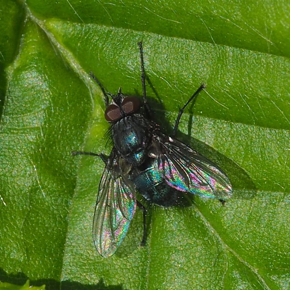 Dark-veined Emerald-bottle