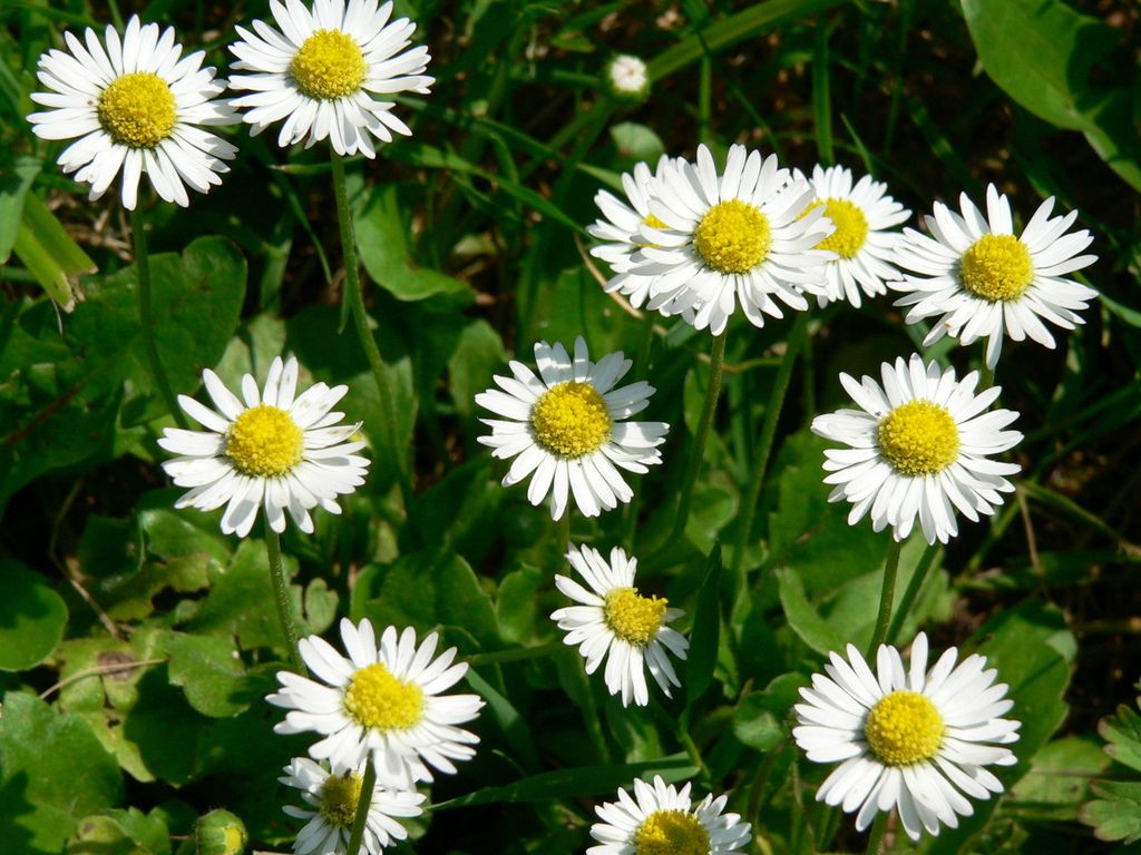 Daisy