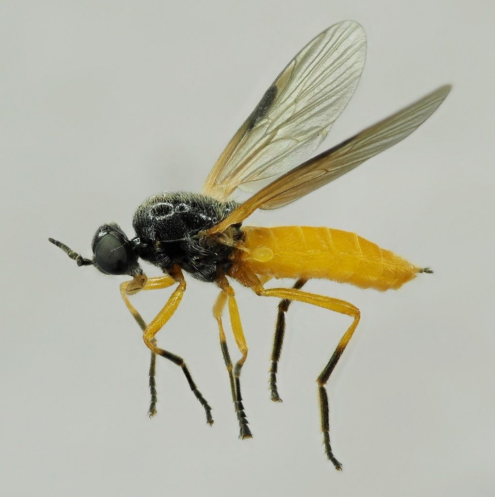 Common Orange Legionnaire