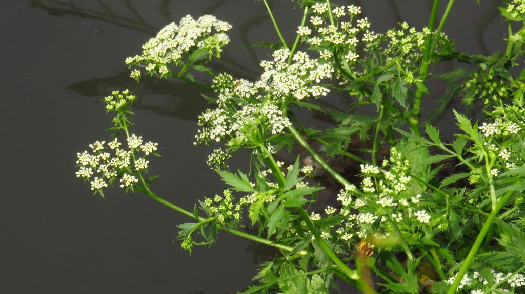 Lesser Water-parsnip