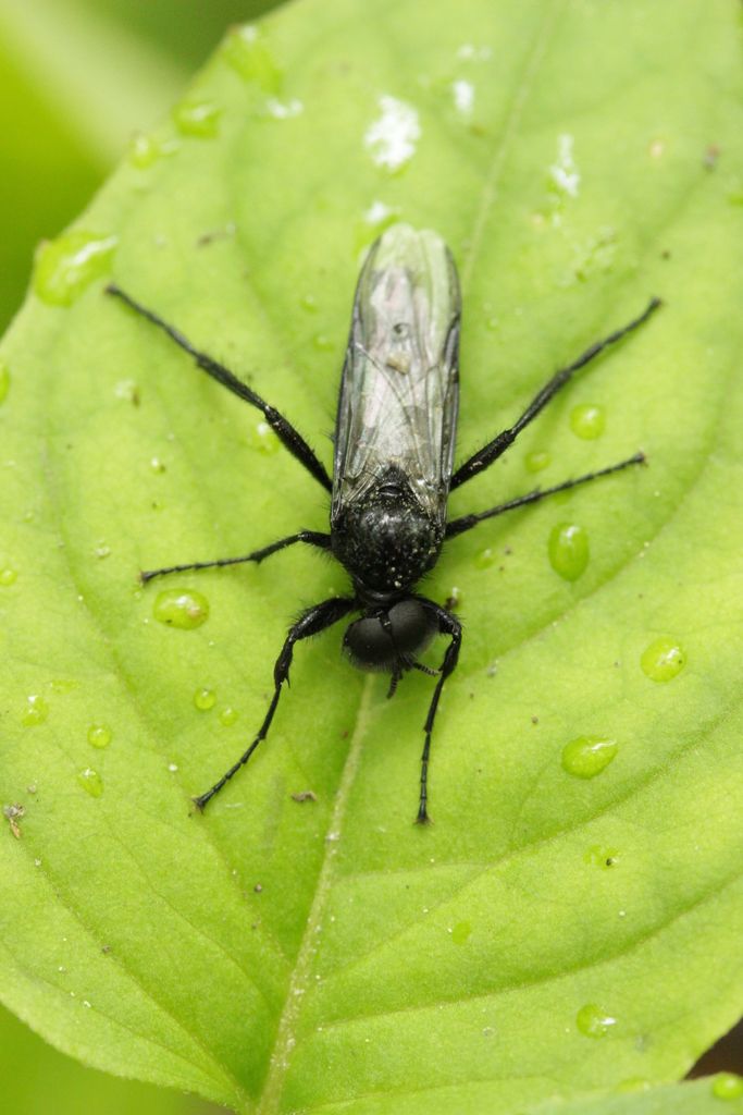 St Marks Fly