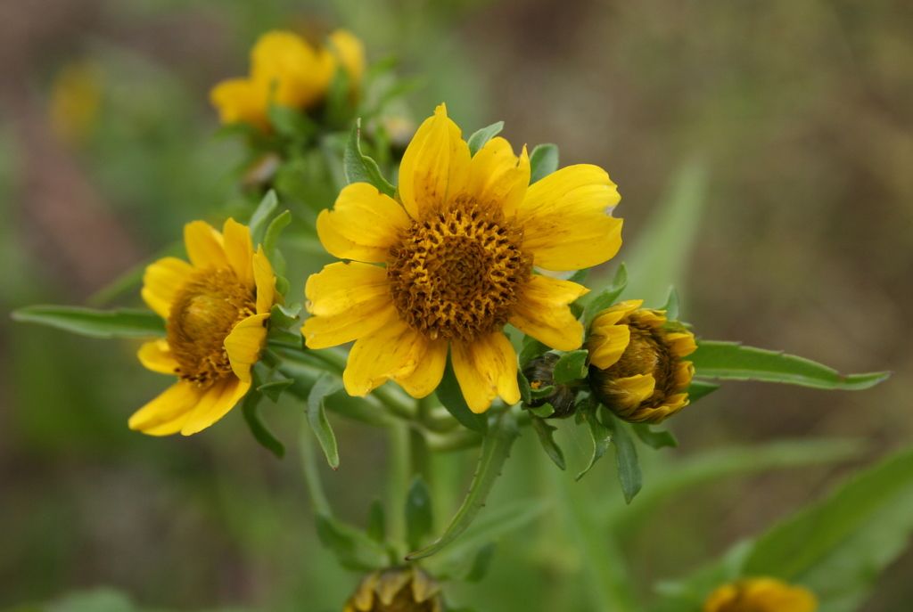 Nodding Bur-marigold