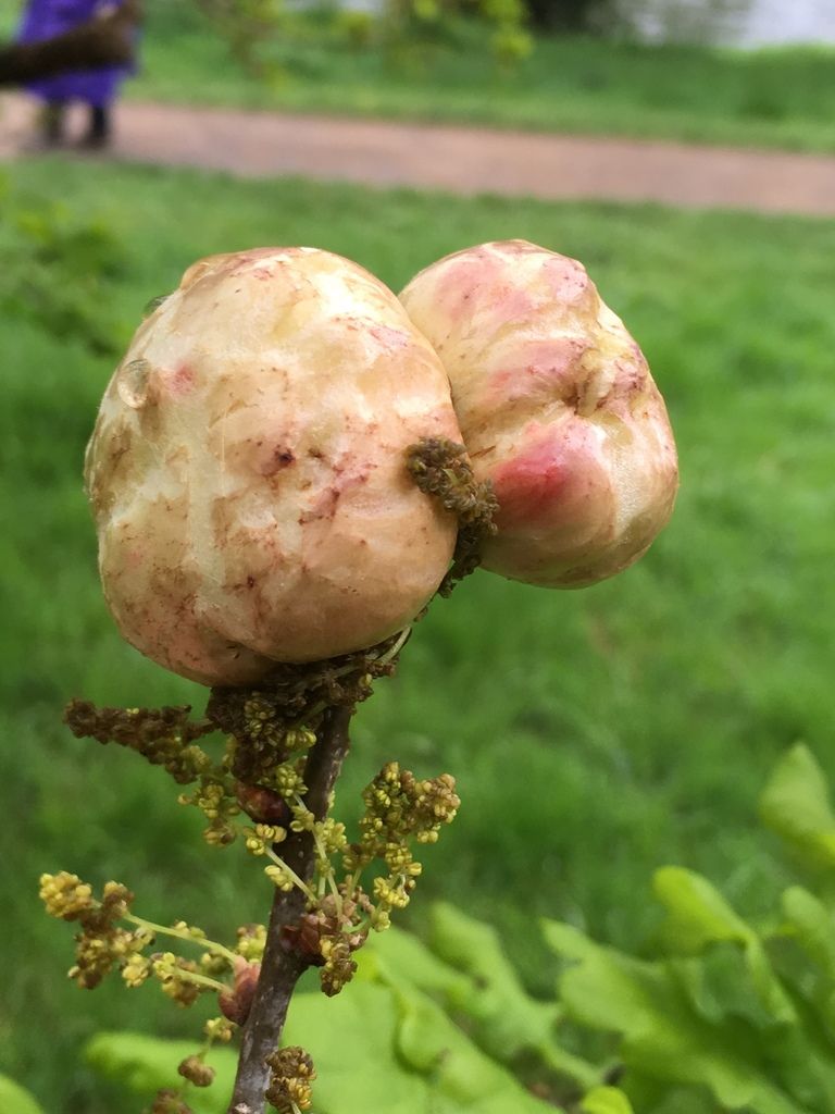 Oak Apple