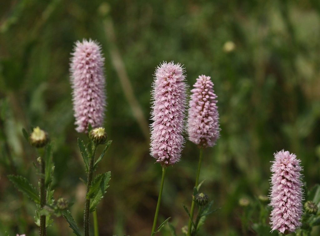 Common Bistort
