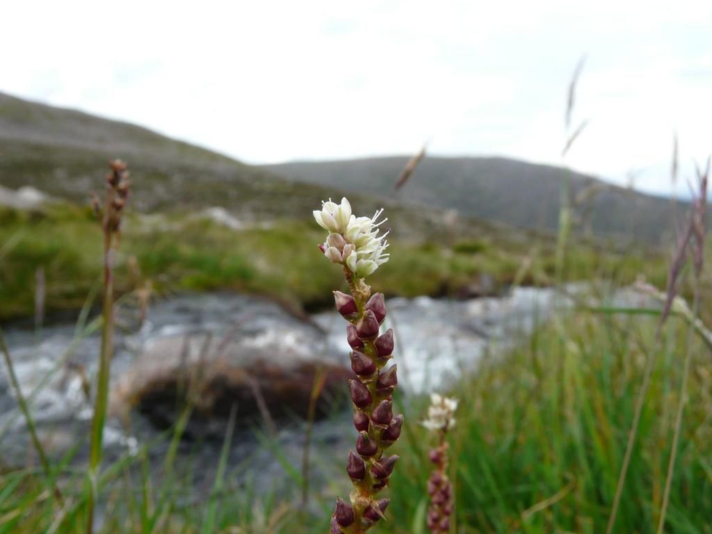 Alpine Bistort