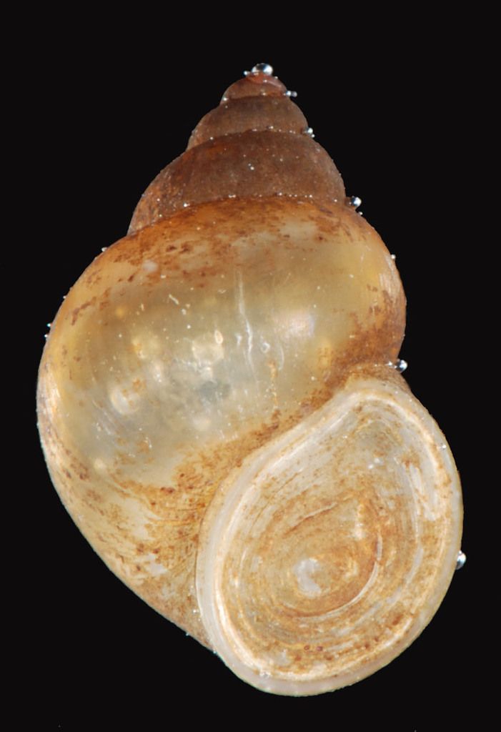 Common Bithynia
