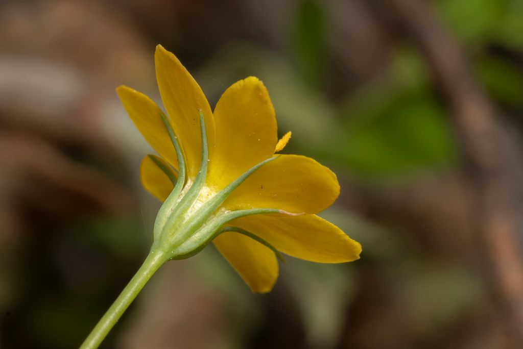 Yellow-wort