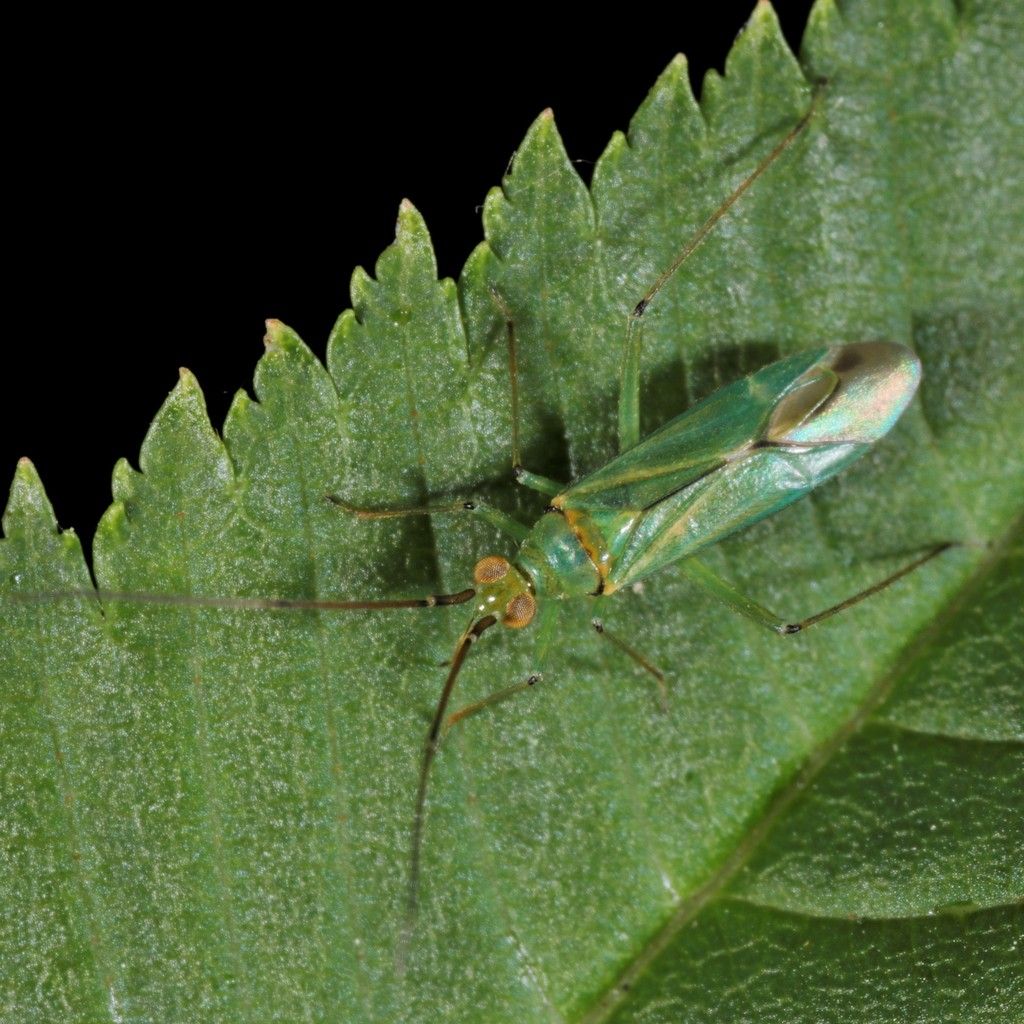 Black-Kneed Apple Capsid