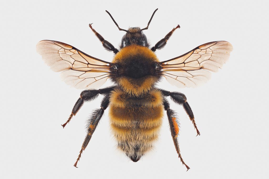 Great Yellow Bumblebee