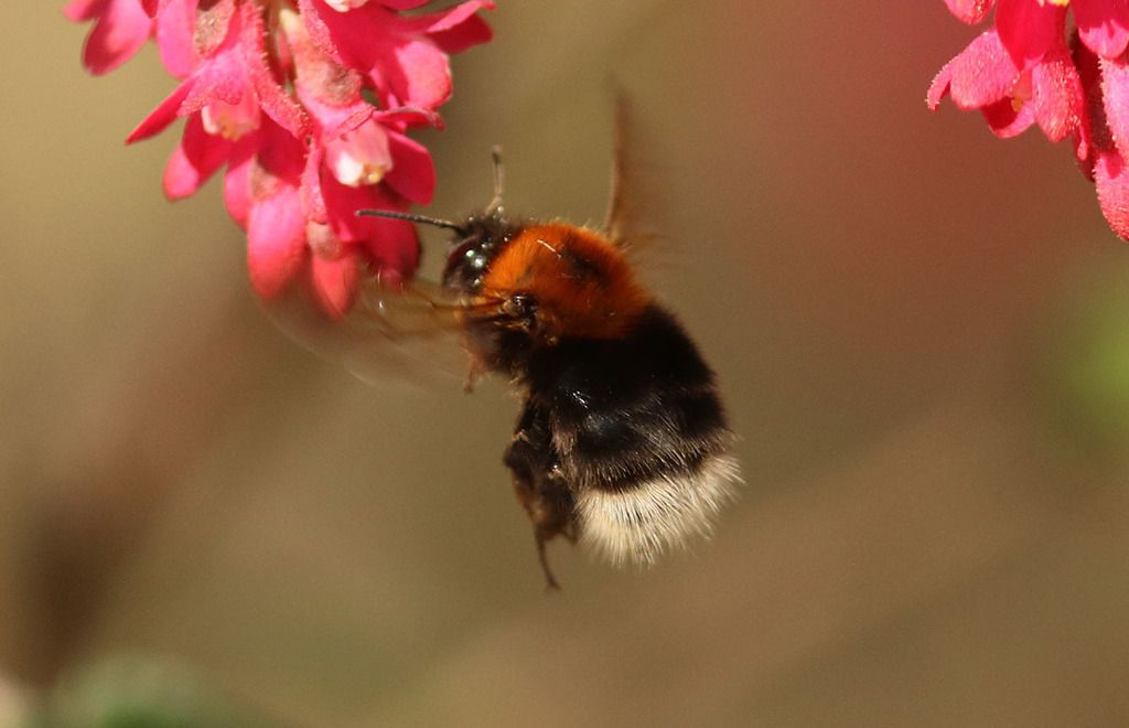 Tree Bumblebee