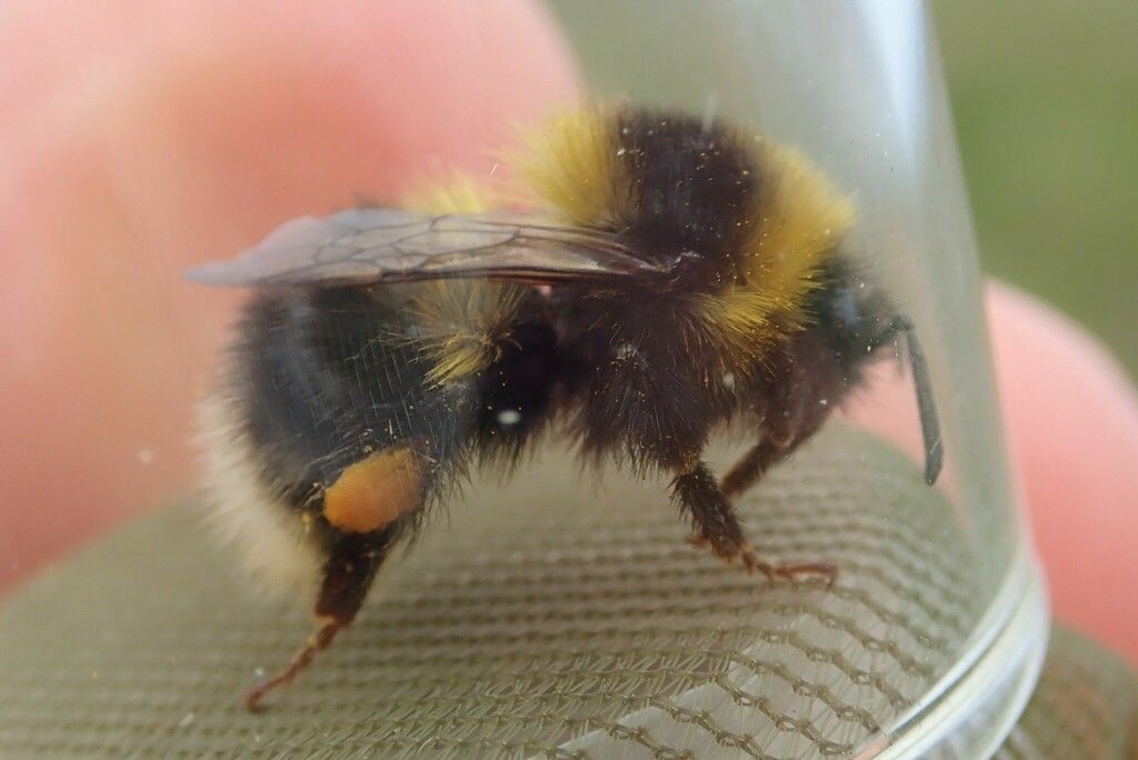 Heath Bumblebee