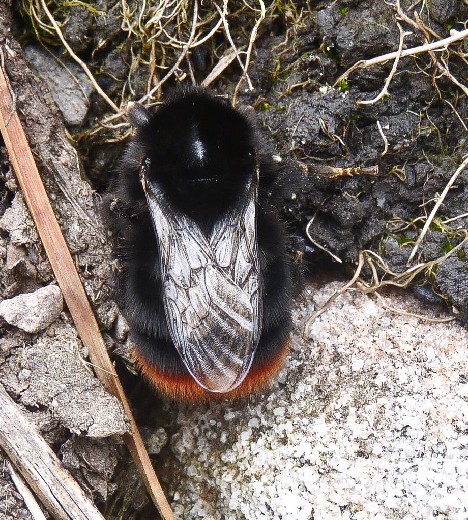 Red-tailed Bumblebee