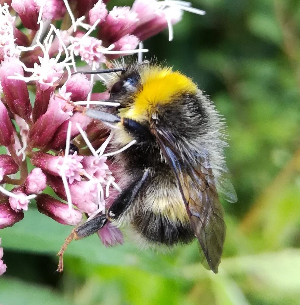 White-tailed Bumblebee