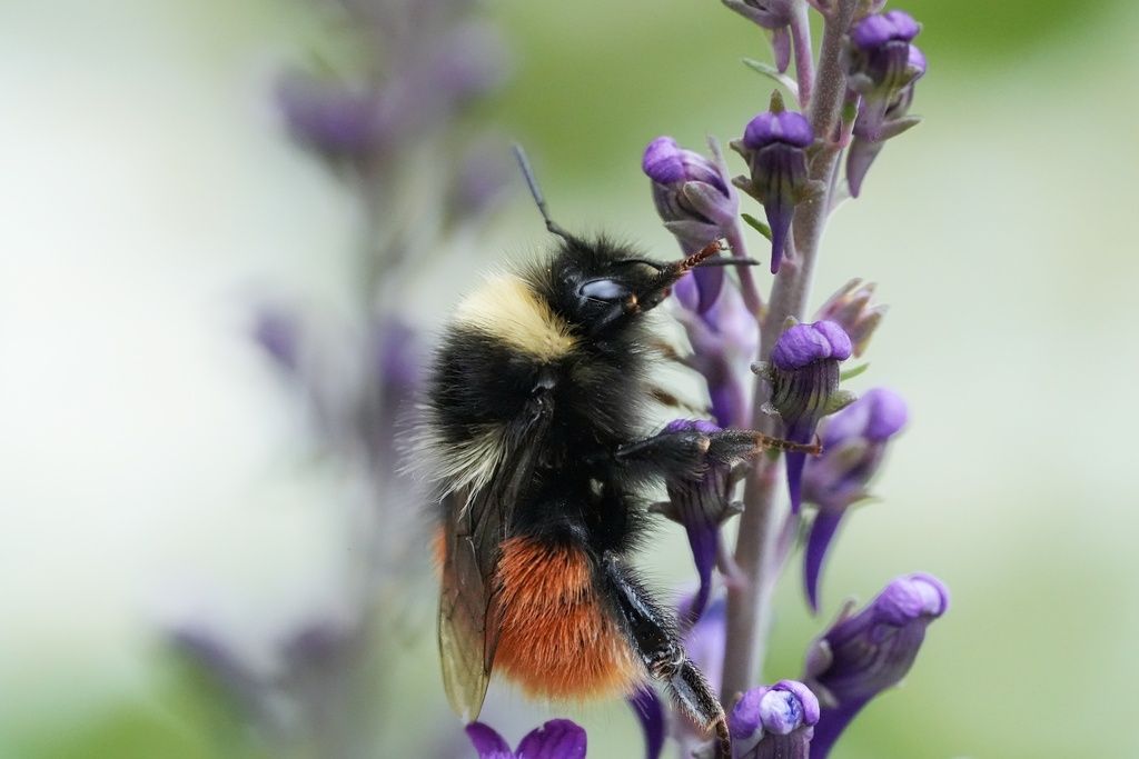 Bilberry Bumblebee