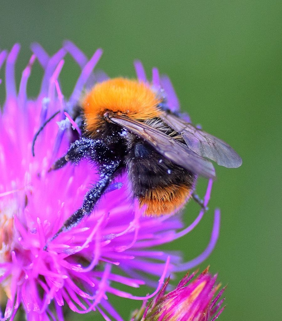 Common Carder Bee