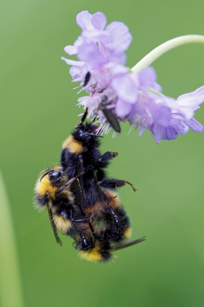 Early Bumblebee