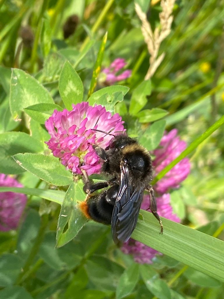 Hill Cuckoo Bee