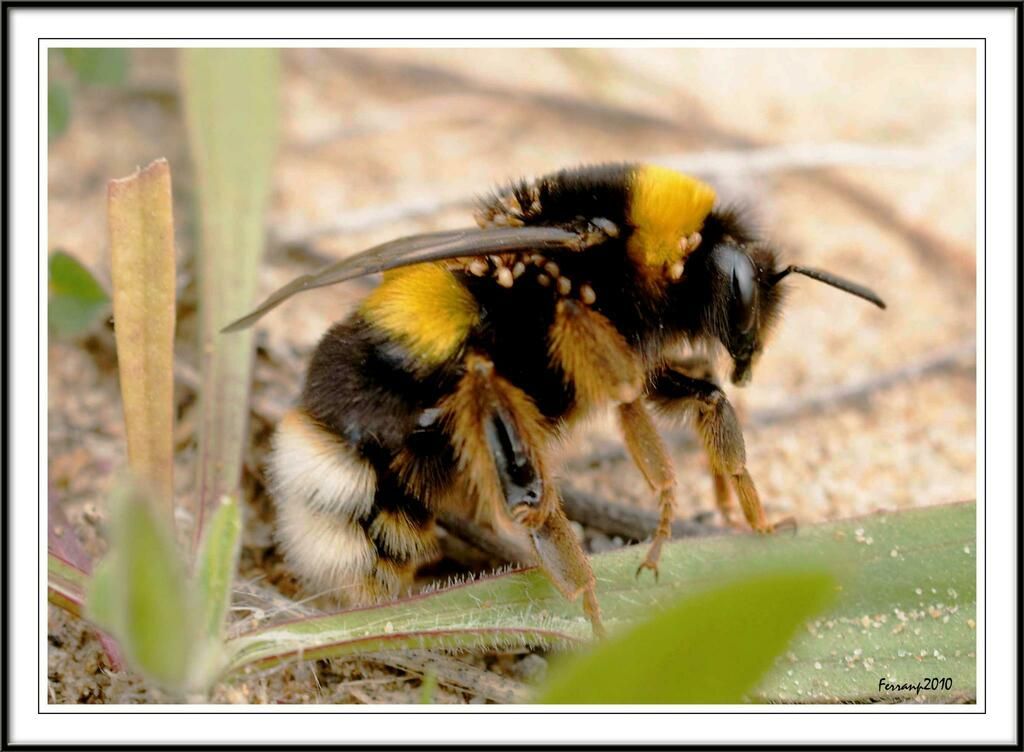 Buff-tailed Bumblebee