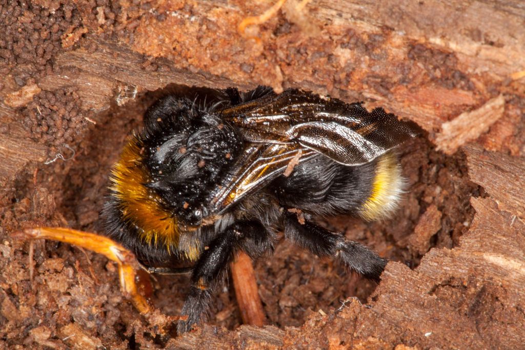 Vestal Cuckoo Bee