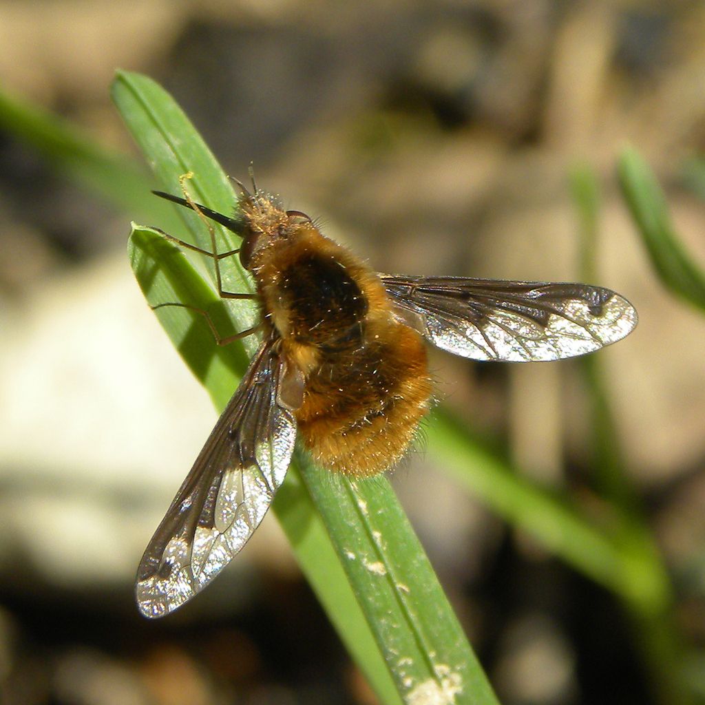 Dark-edged Bee-fly