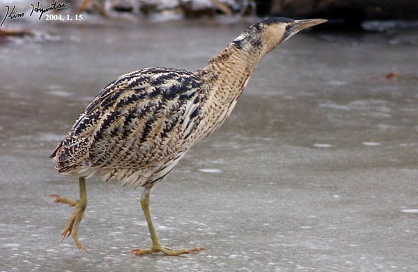 Eurasian Bittern