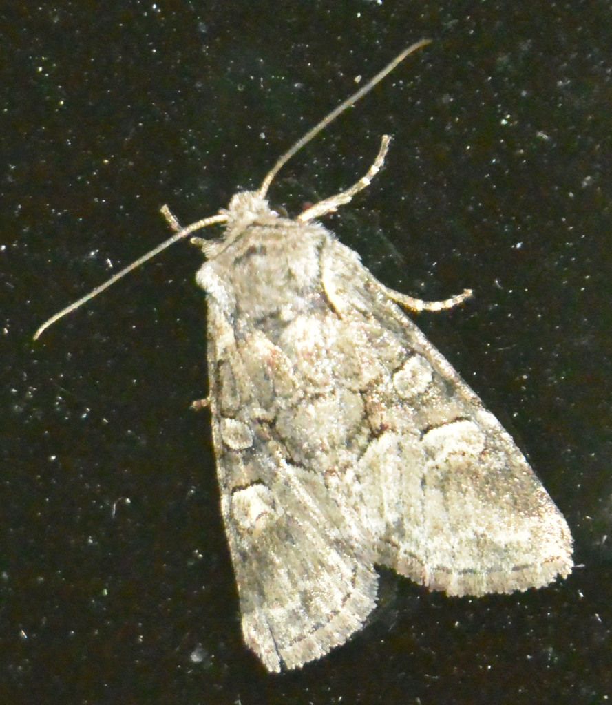 Minor Shoulder-knot