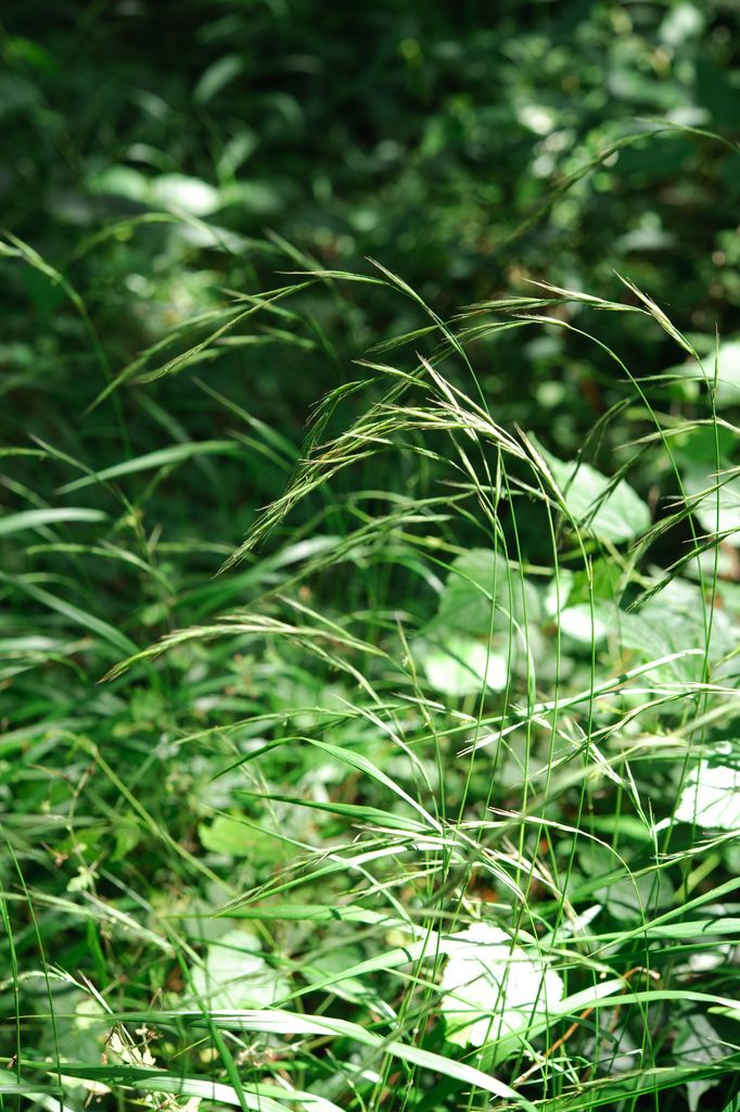 False-brome