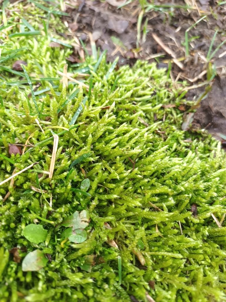 Whitish Feather-moss