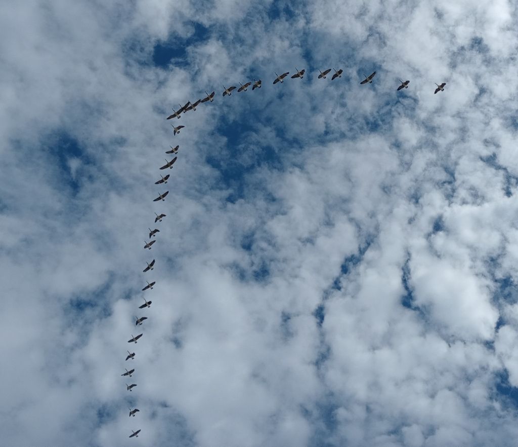 Canada Goose
