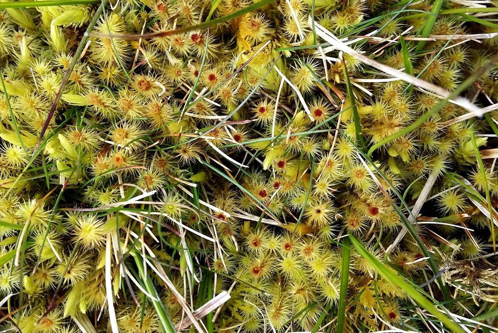 Golden-head Moss