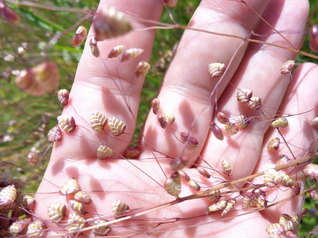 Quaking-grass