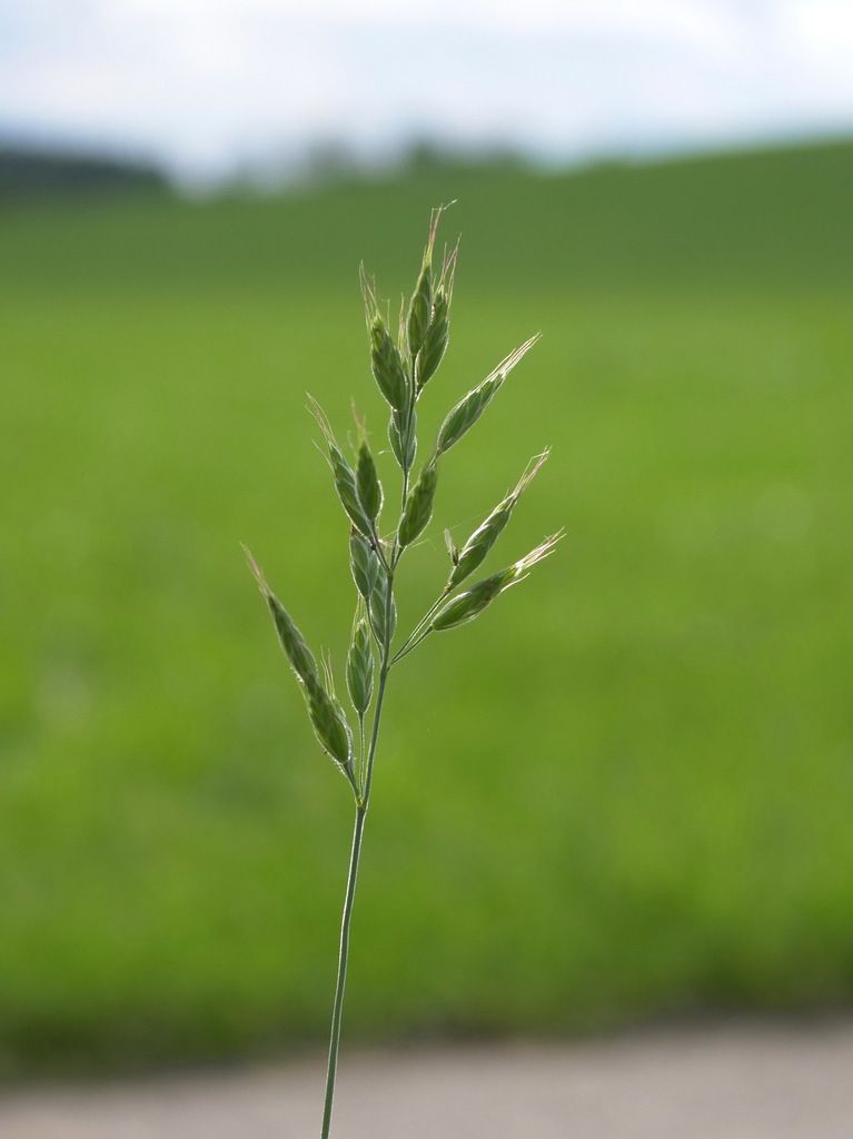 Soft-brome