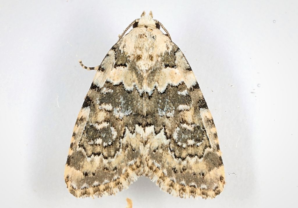 Marbled Beauty