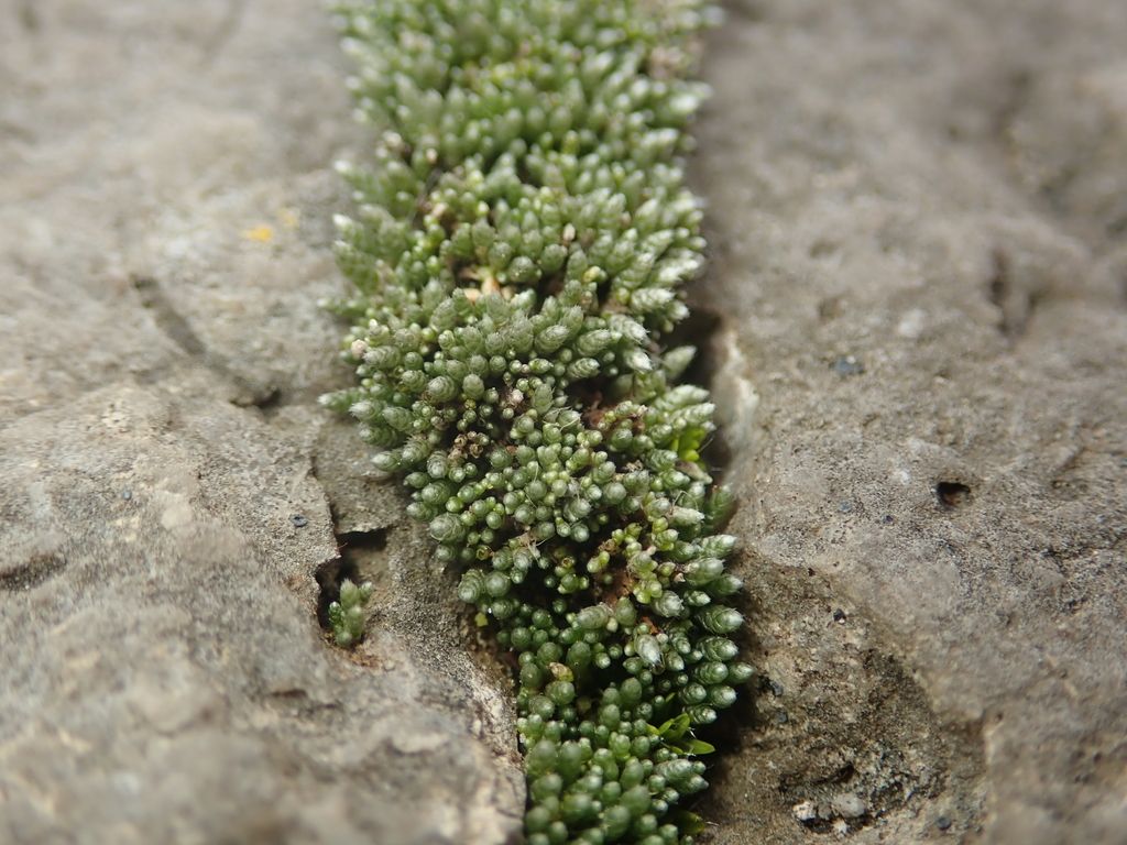 Silver-moss