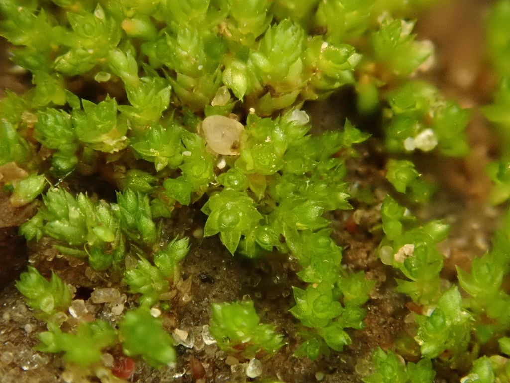 Dune Thread-moss
