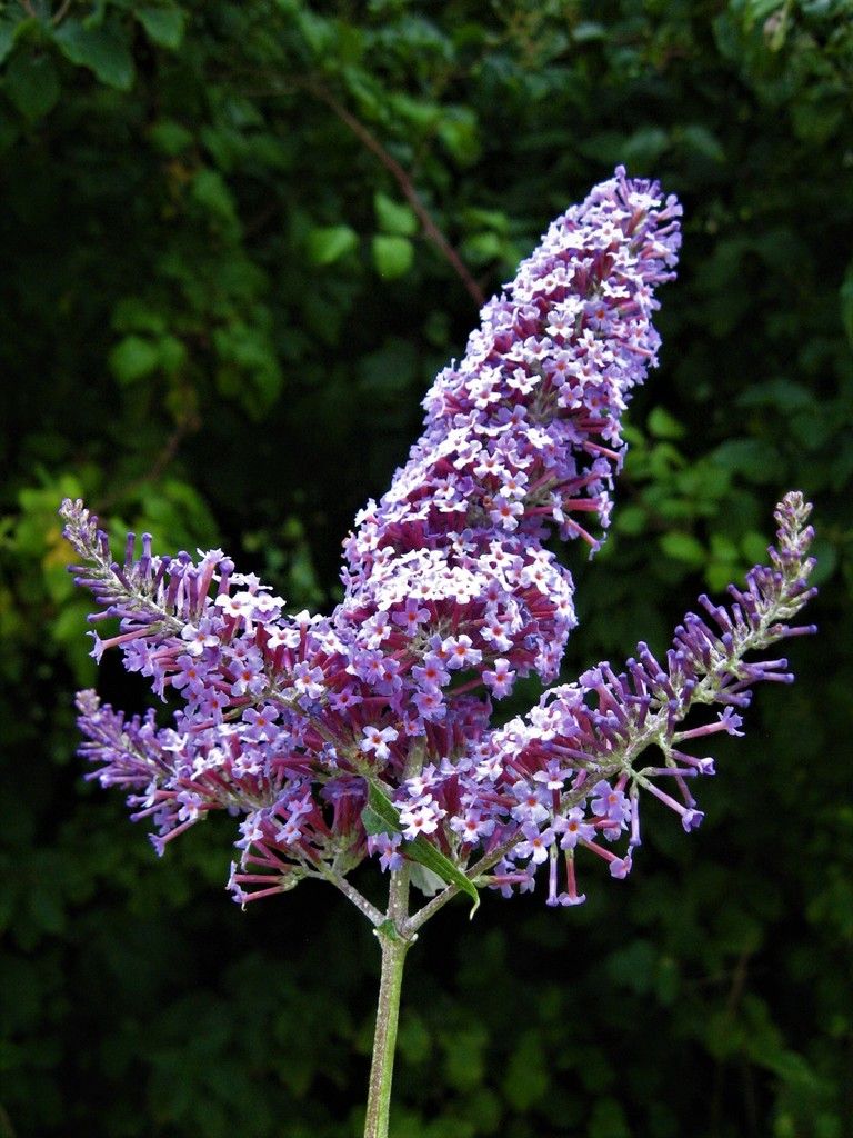 Butterfly-bush
