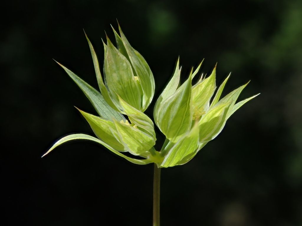 Small Hare's-ear