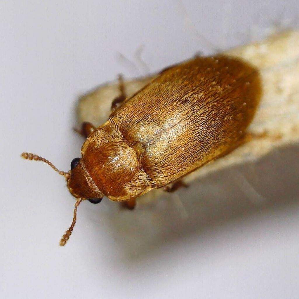 Raspberry Beetle