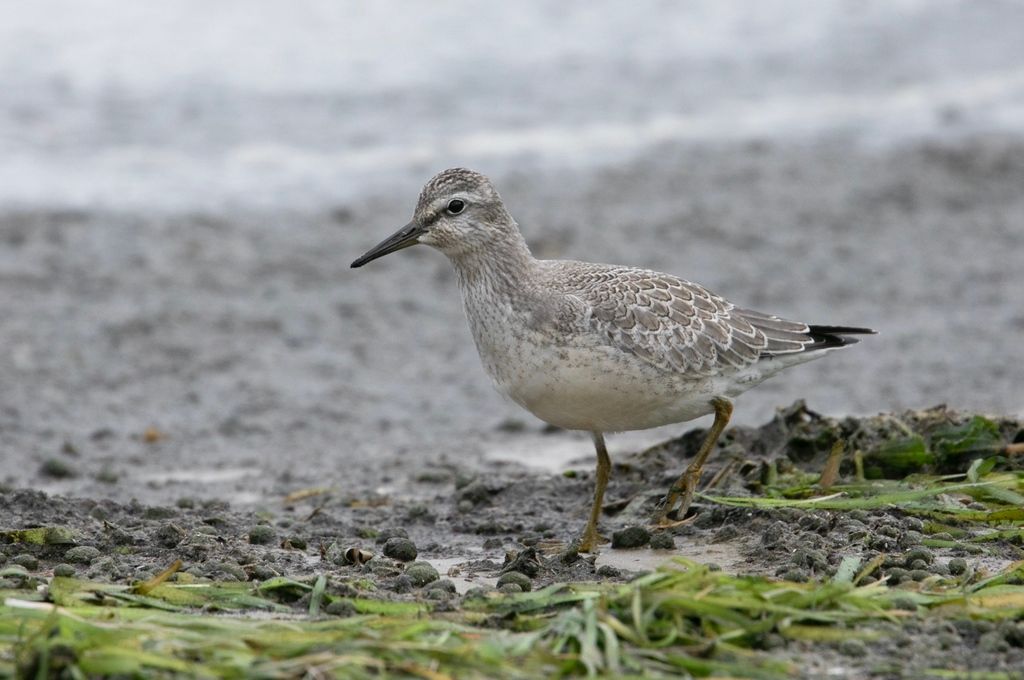 Red Knot