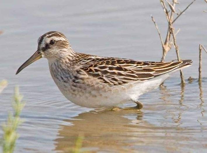 Broad-billed Sandpiper