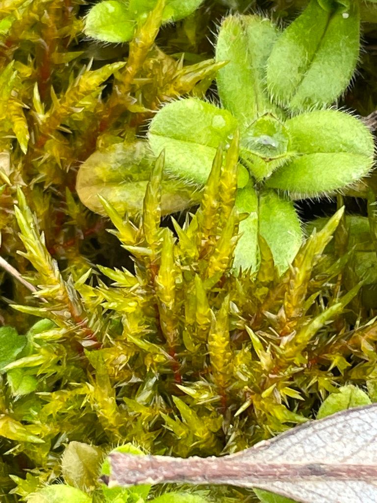 Pointed Spear-moss