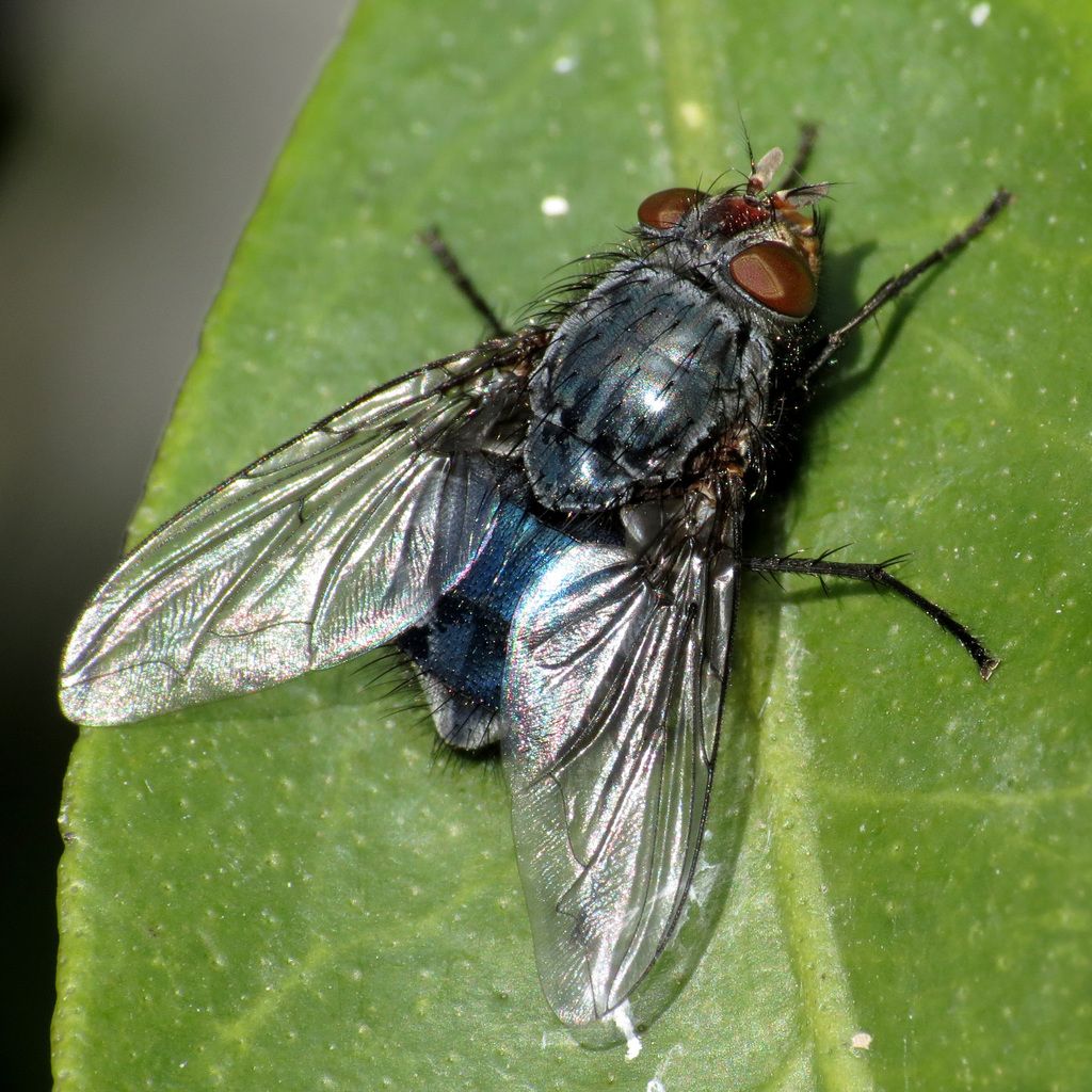 Common Bluebottle