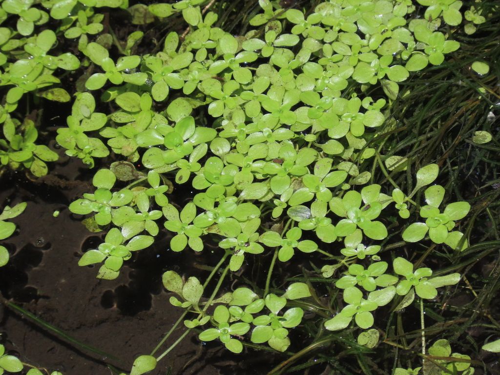 Common Water-starwort