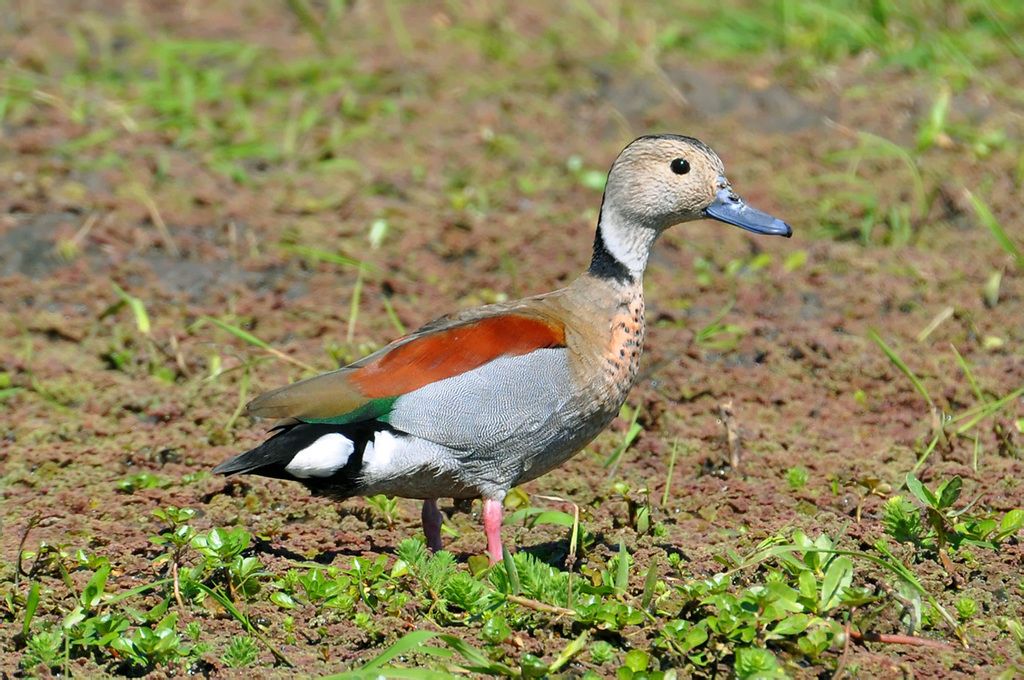 Ringed Teal